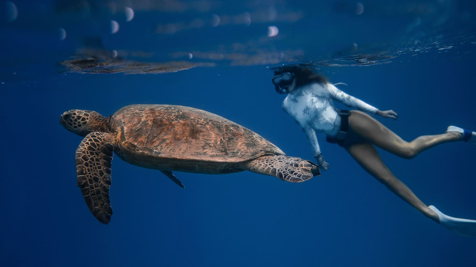 Persona con snorkel y licra blanca nadando junto a una tortuga marina bajo la superficie