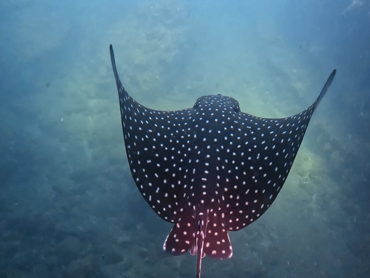 Spotted eagle ray gliding over a sandy, rocky bottom, seen from above