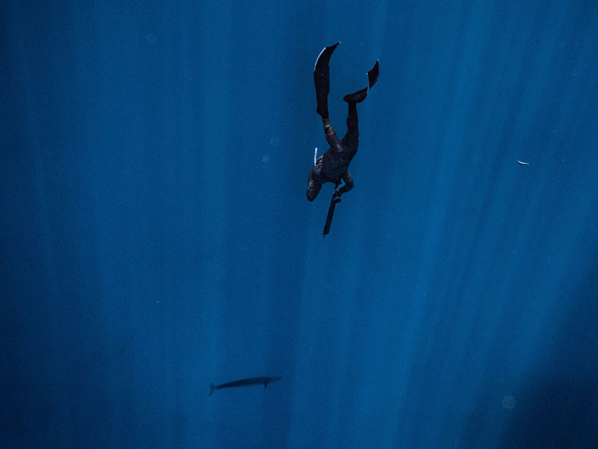 Pescador submarino bajando con un arpón hacia un pez solitario en agua azul profunda