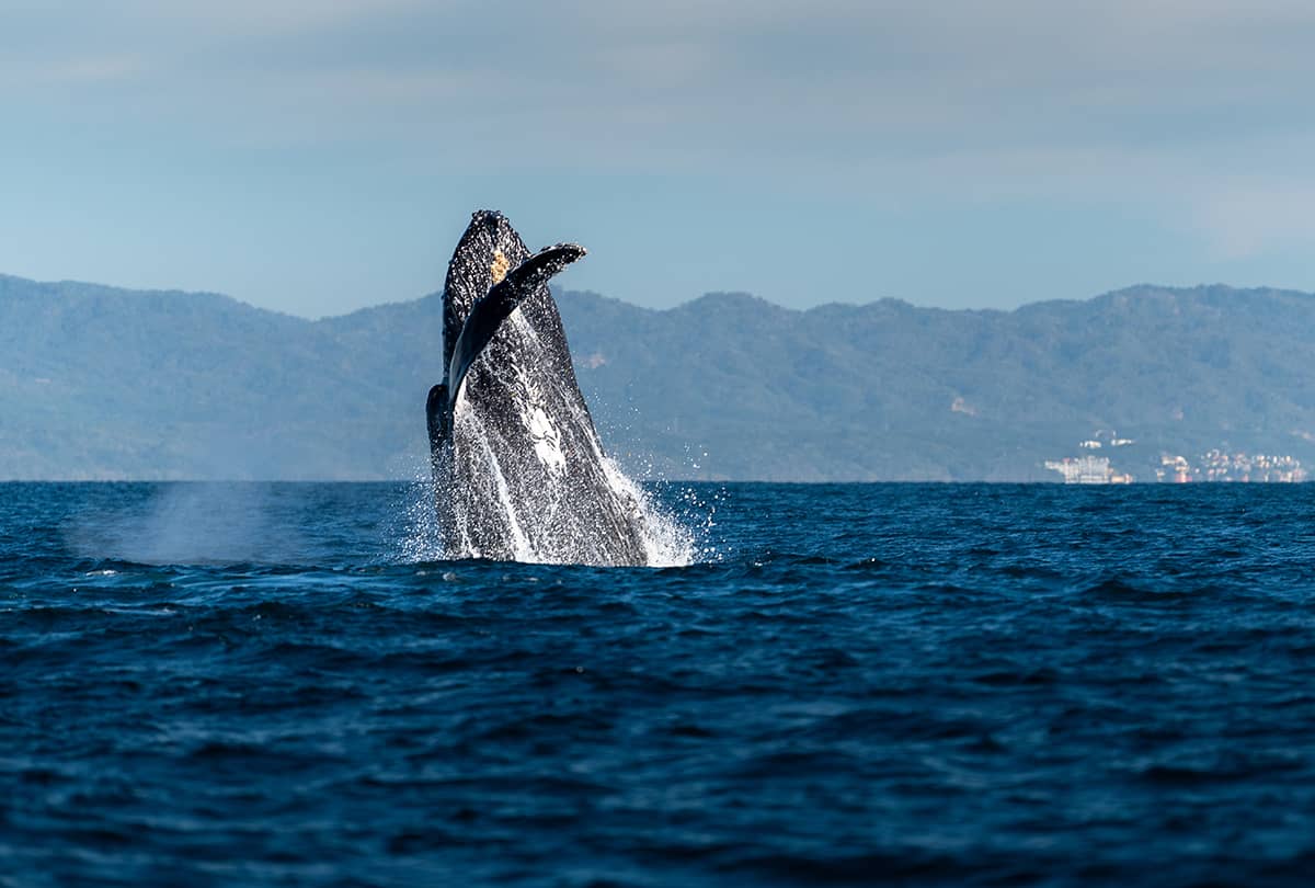Ballena jorobada saltando frente a una sierra, con un pueblo en la orilla
