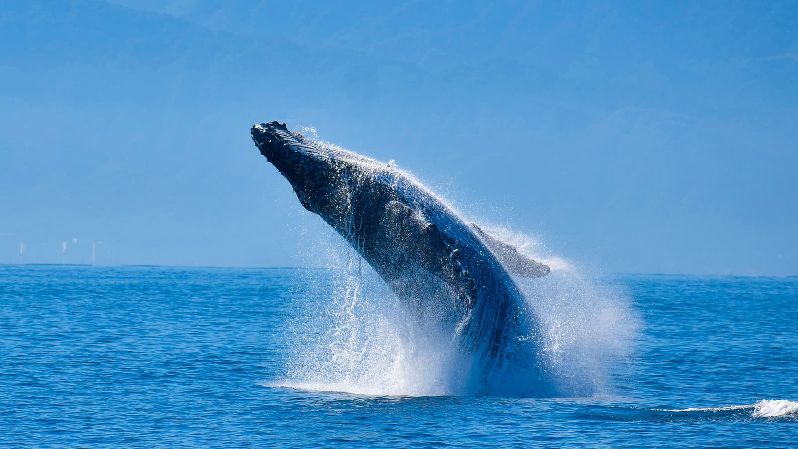 Ballena jorobada saltando fuera del agua azul, rodeada de salpicaduras