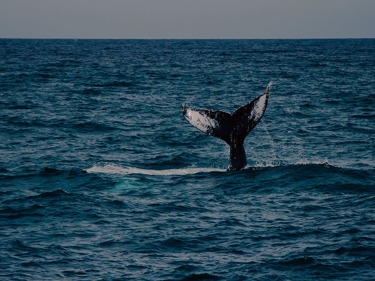Humpback whale's tail lifting out of dark blue water before a dive