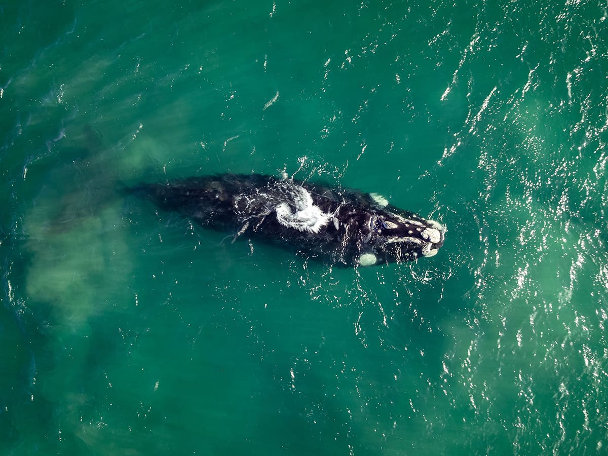 Aerial view of a dark whale resting at the surface of green water