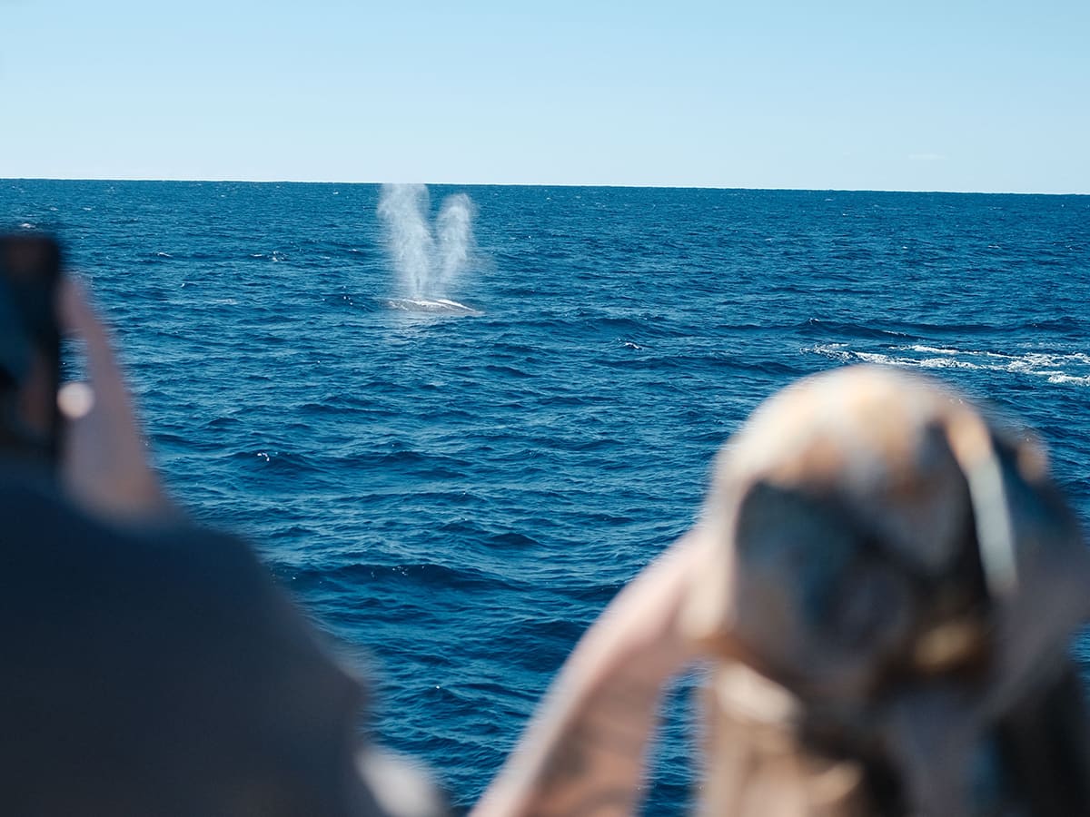 Whale blowing a V-shaped spout in the distance as people on a boat take photos
